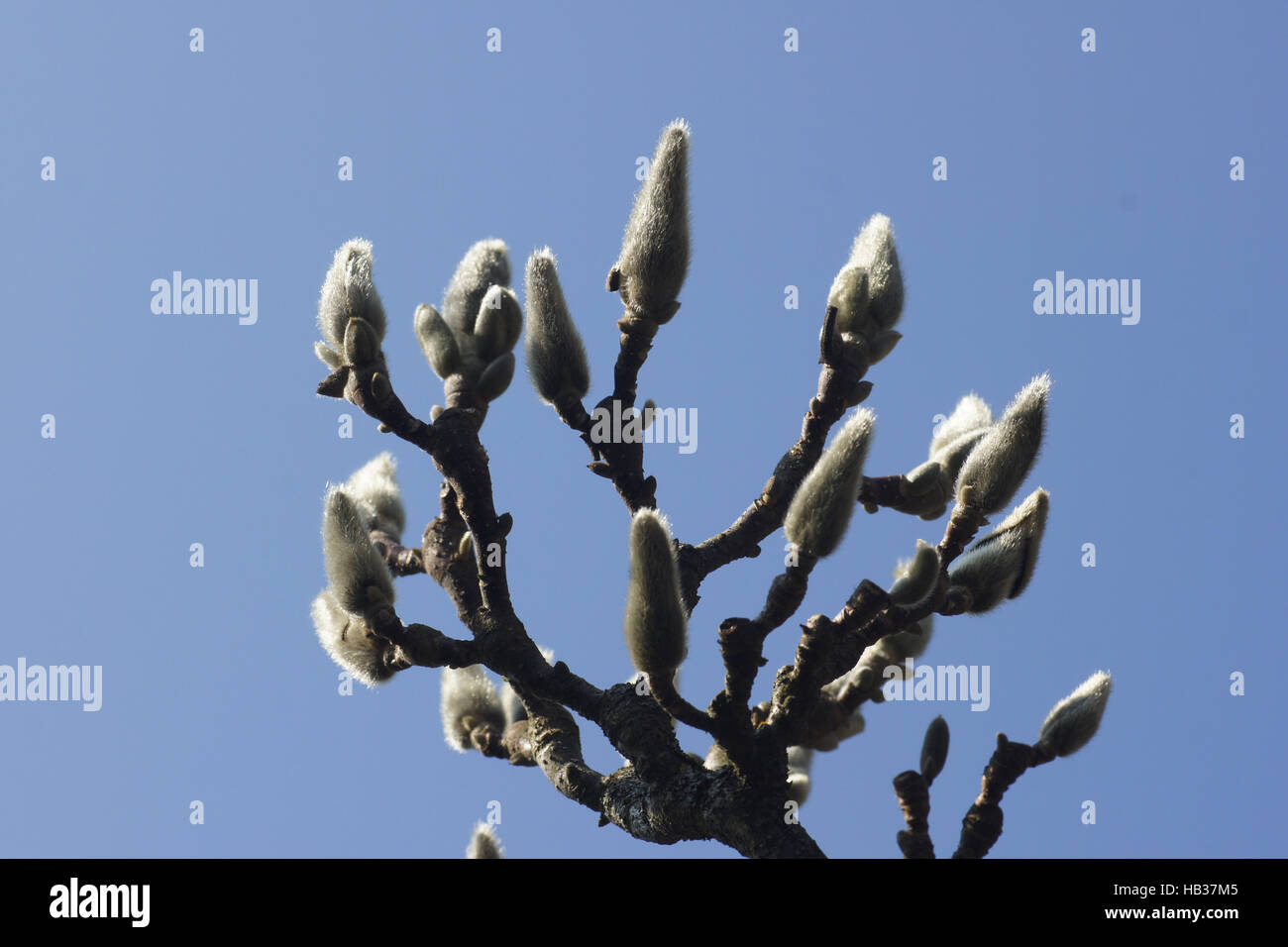 Magnolia x Soulangiana, Soucer Magnolie, Knospen Stockfoto
