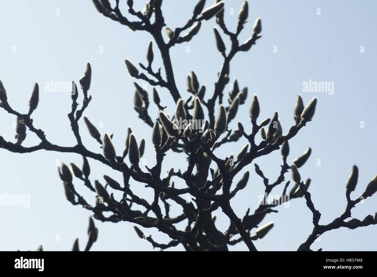 Magnolia x Soulangiana, Soucer Magnolie, Knospen Stockfoto