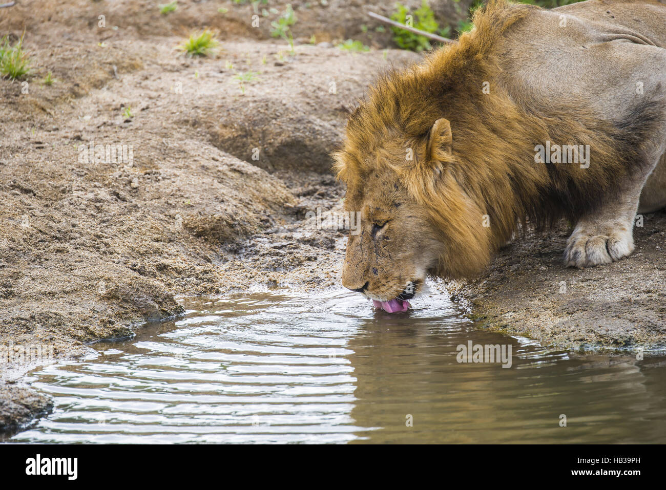 Löwe (Panthera Leo) männlich Stockfoto