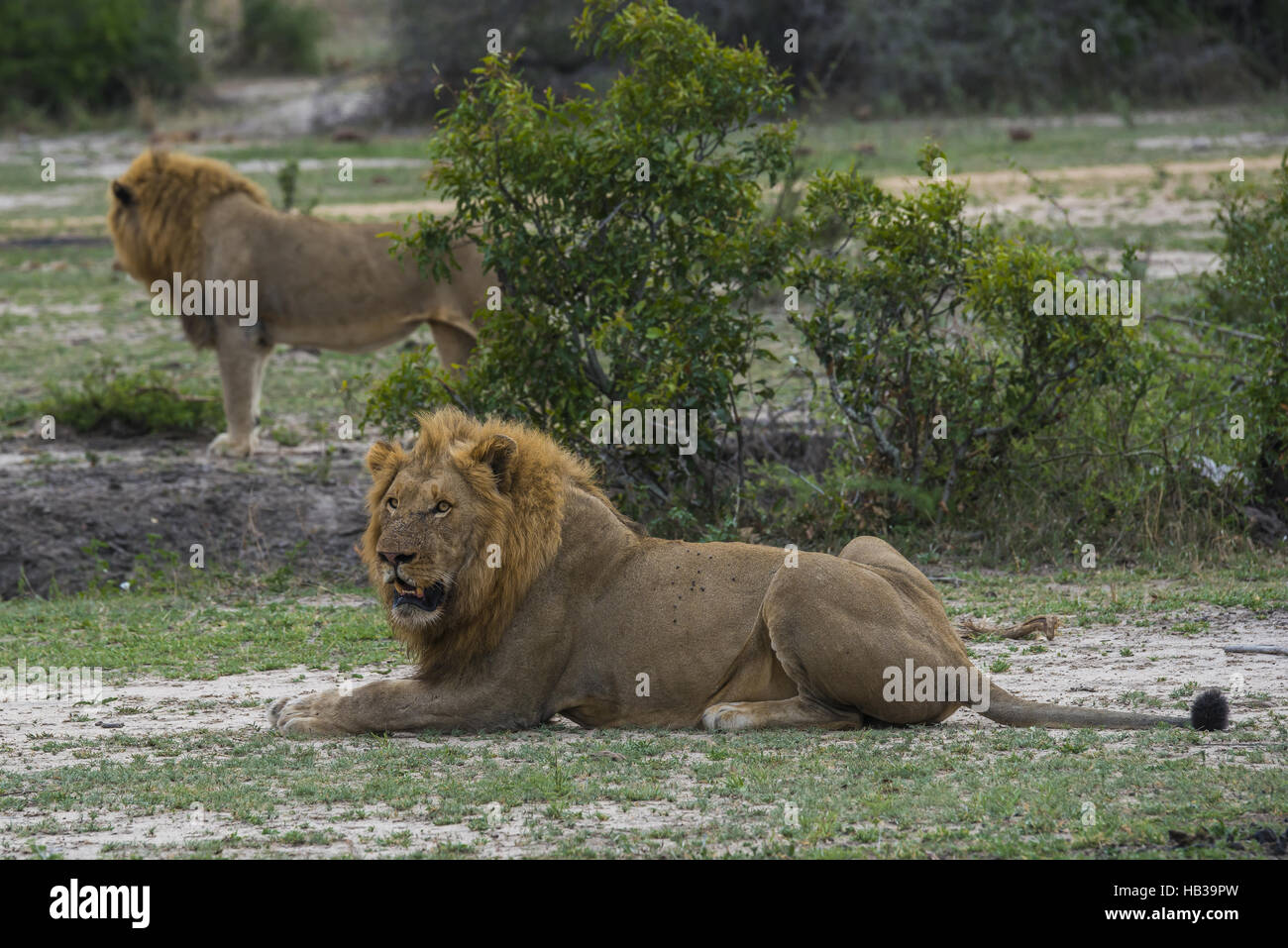 Löwe (Panthera Leo) männlich Stockfoto