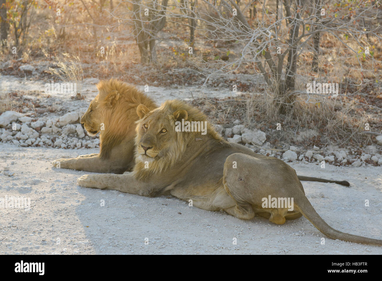 Löwen in Namibia Afrika Stockfoto