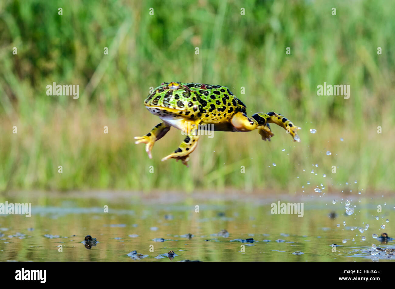 Springender Frosch Stockfoto