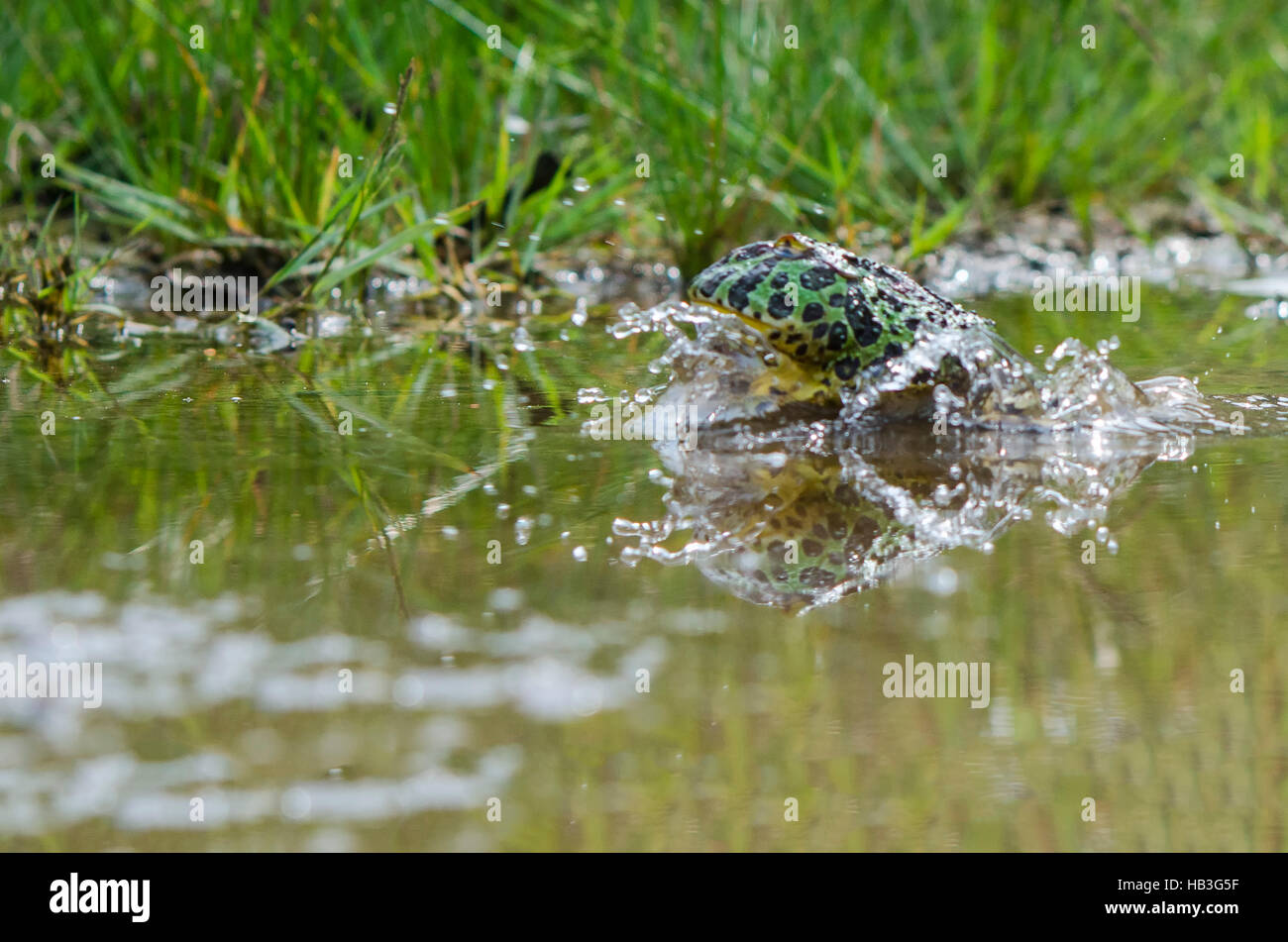 Springender Frosch Stockfoto