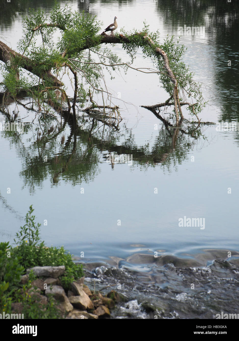 Emmer (Fluss in der Nähe von Lügde) Stockfoto