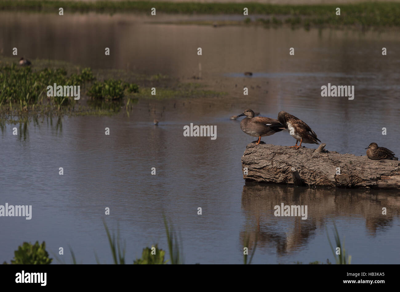 Zimt/Petrol Ente, Anas cyanoptera Stockfoto