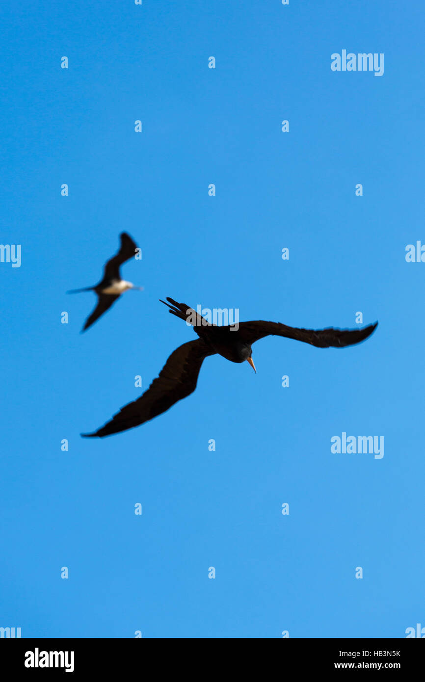 Großer Vogel fliegen in den blauen Himmel von La Guajira, Kolumbien Stockfoto