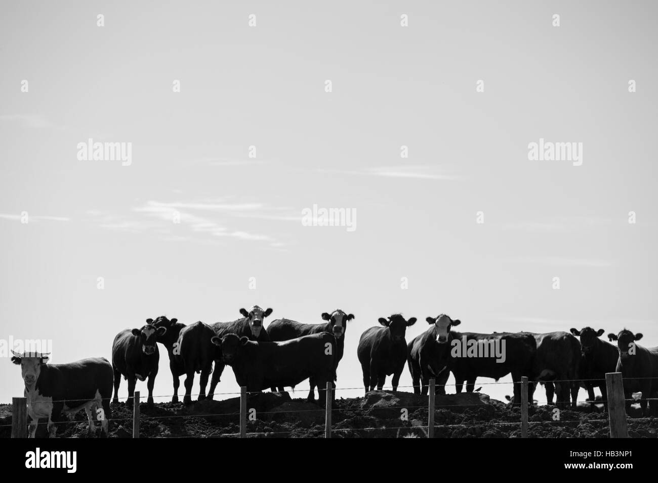 Gruppe der Kühe in der Intensivtierhaltung Ackerland, Uruguay Stockfoto