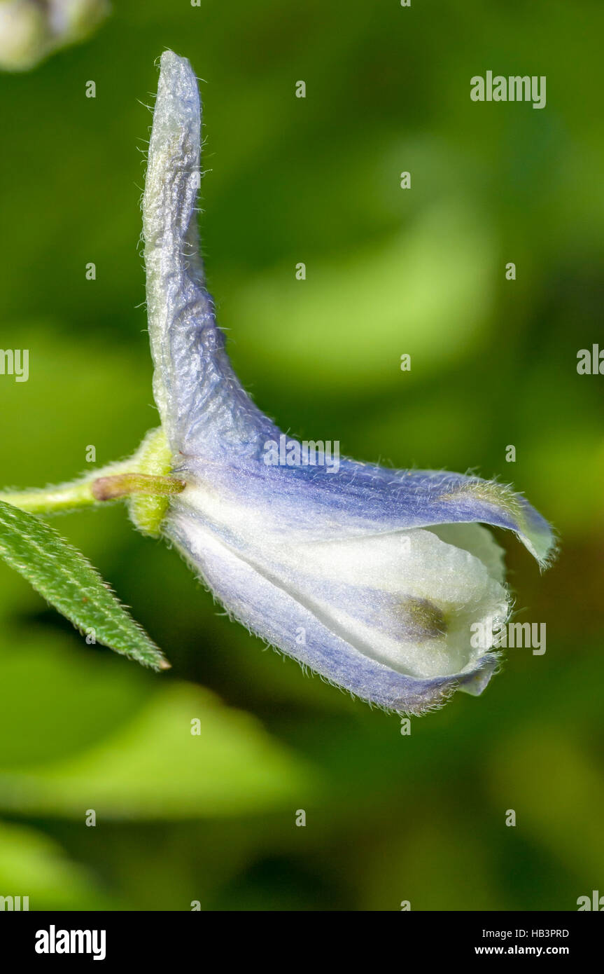 Zwerg-Rittersporn-Wildblumen Stockfoto