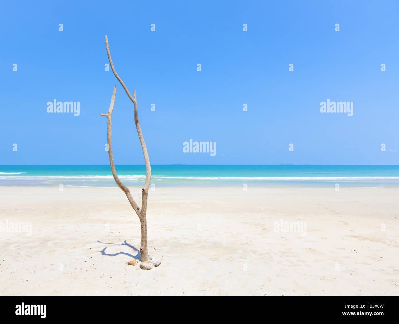 Toter Baum am schönen Strand Stockfoto