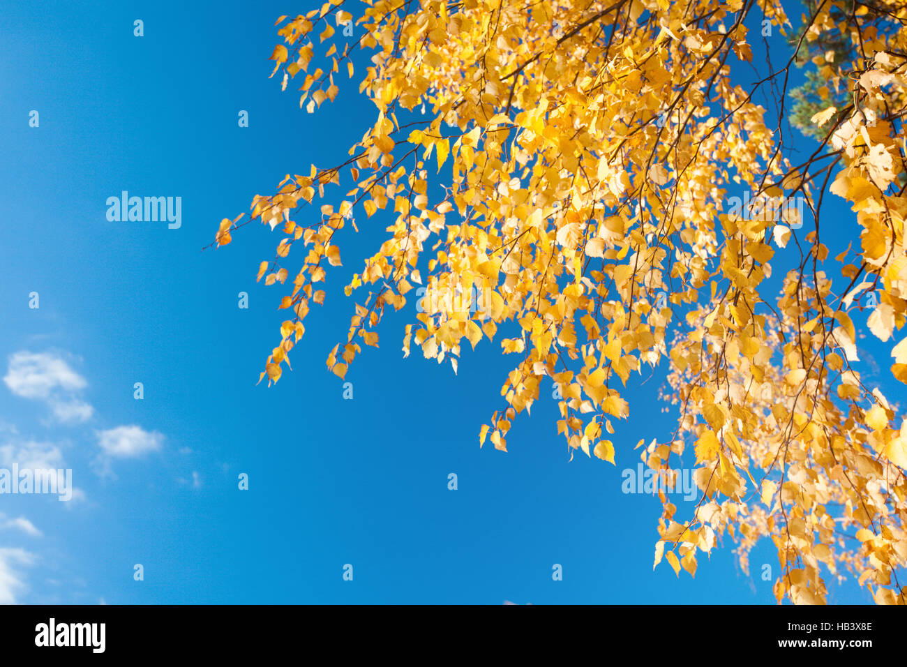 im Herbst Laub Zweig und blauer Himmel Stockfoto