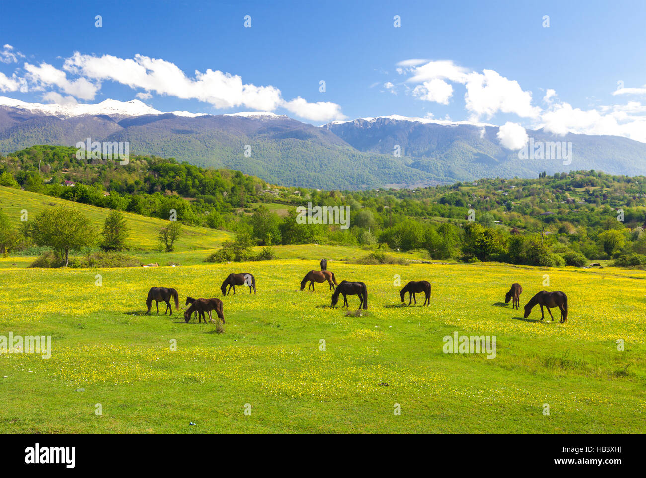 Pferde auf der grünen Wiese Stockfoto