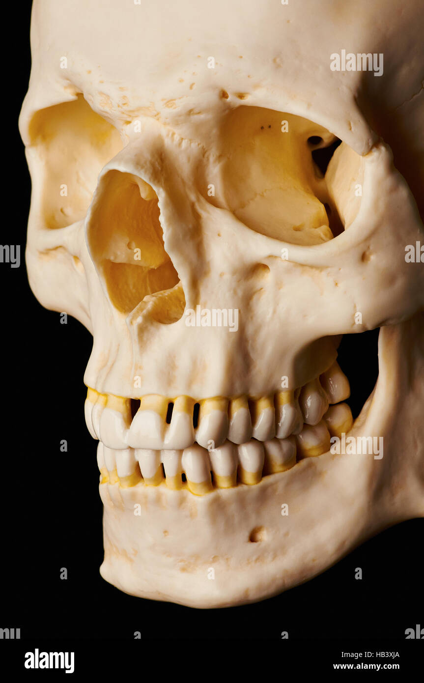 Schädelknochen (flache Beleuchtung) Stockfoto