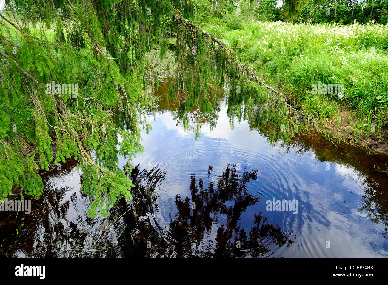 Karstlandschaft Tuhala Stockfoto