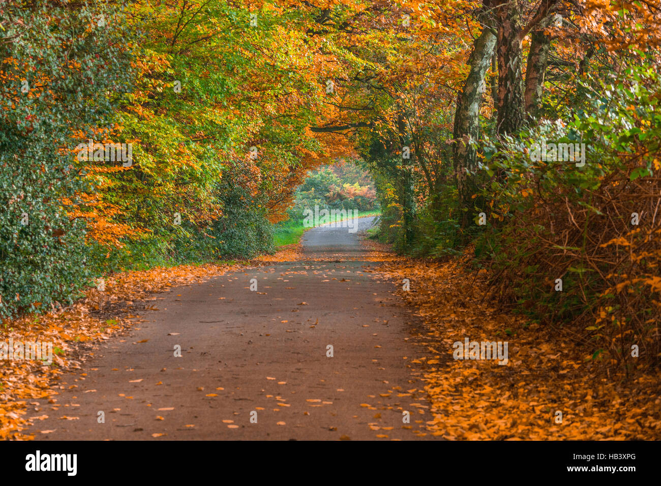 Straße im Herbst. Stockfoto