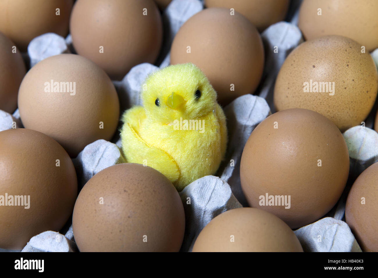 Spielzeug-Huhn auf der Verpackung von Eiern Stockfoto