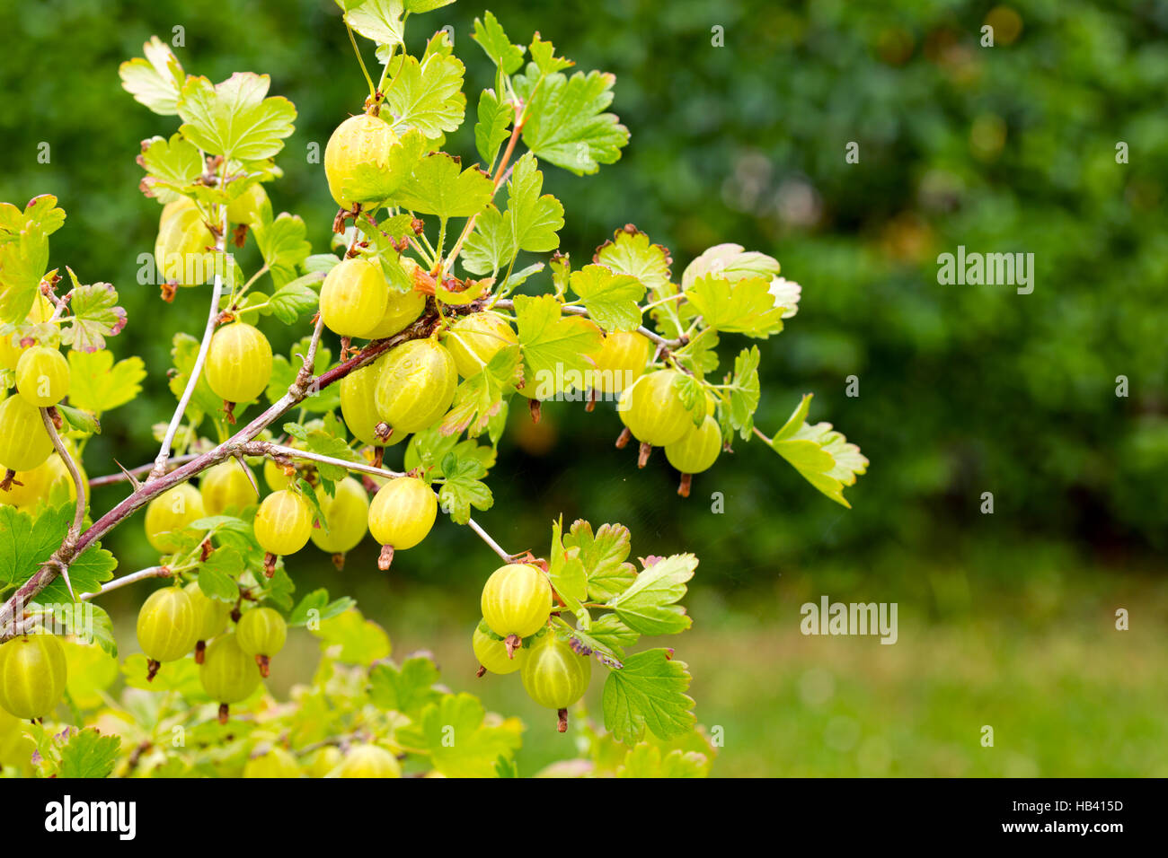 Reife Stachelbeeren auf einem Ast wächst. Stockfoto