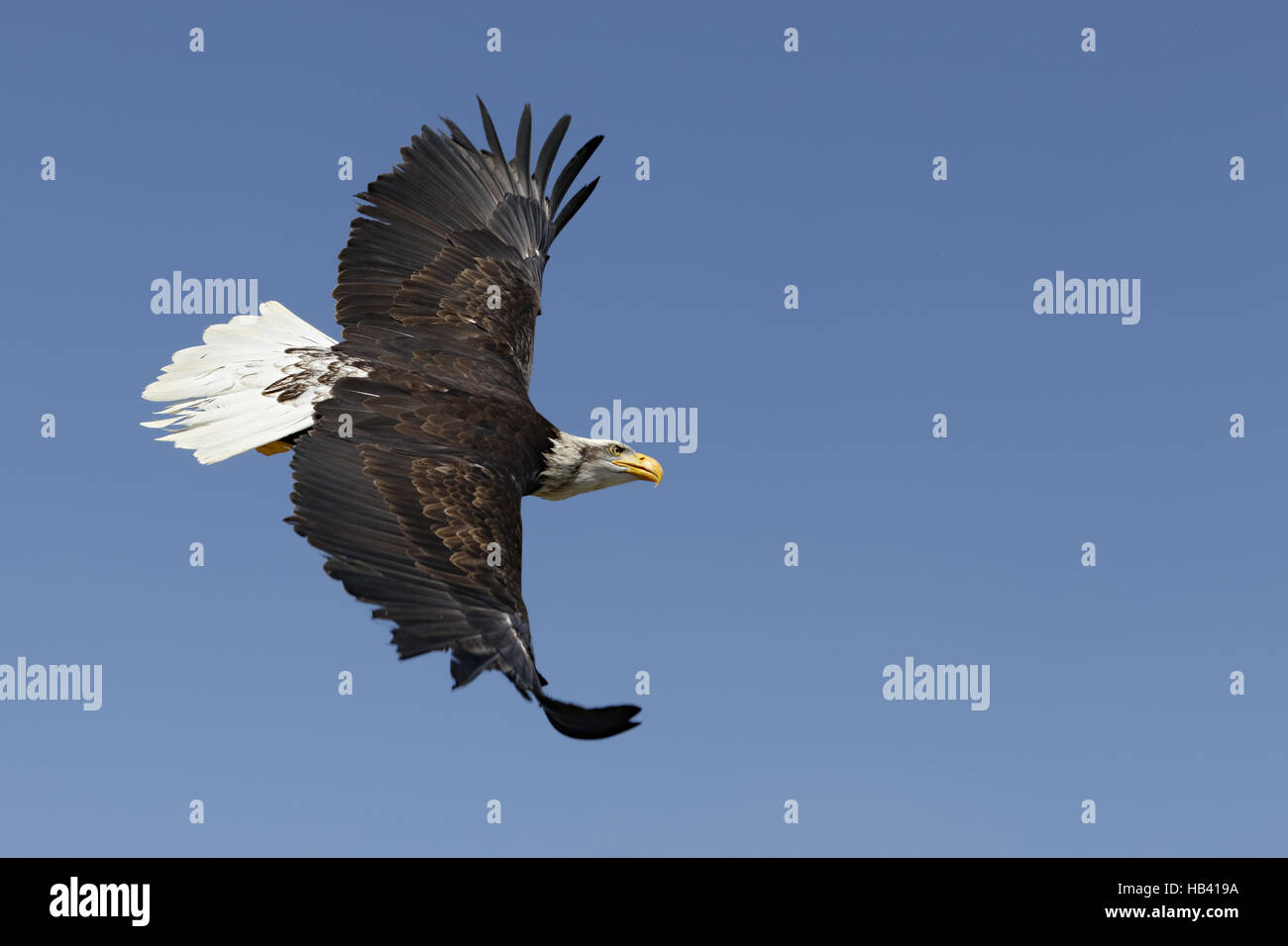 American Eagle Stockfoto