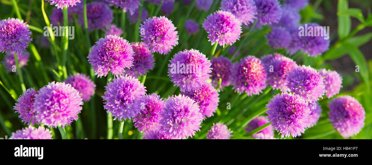 Schnittlauch Pflanzen in voller Blüte. Stockfoto