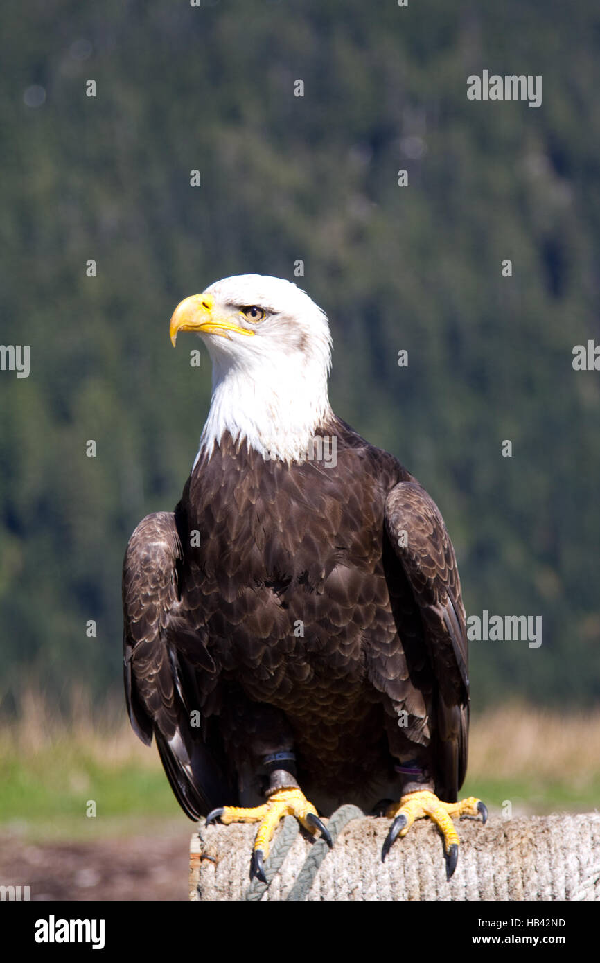 Weißkopf-Seeadler sitzen. Schuss auf den Grouse Mountain, Vancouver, Kanada Stockfoto