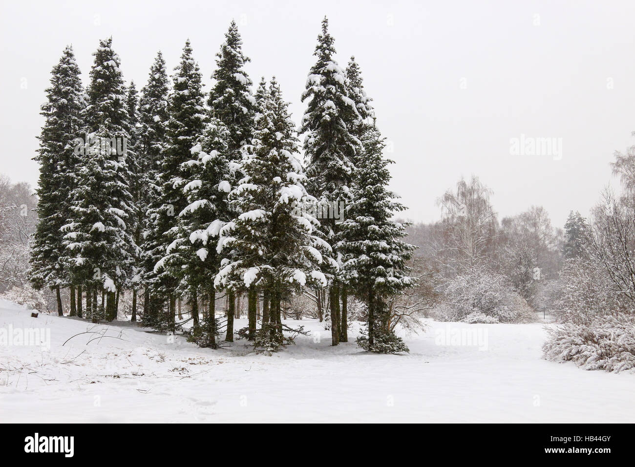 Winterwald Stockfoto