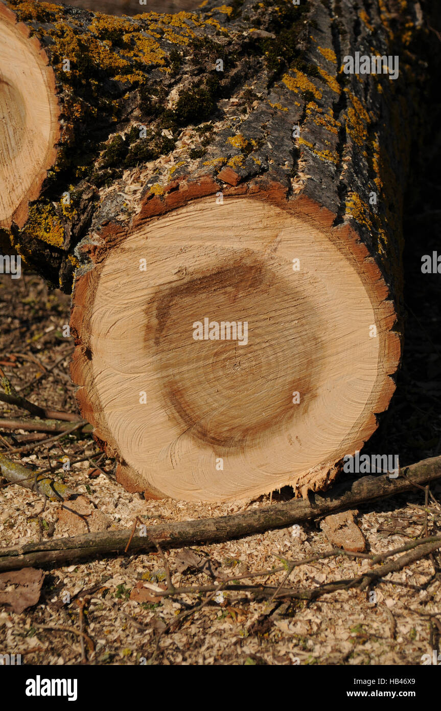 Populus X canescens, graue Pappel Holz Stockfoto