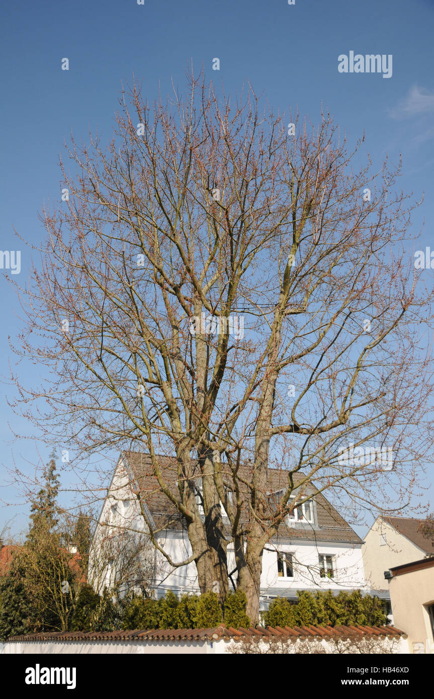 Acer Saccharinum, Silver maple Stockfoto