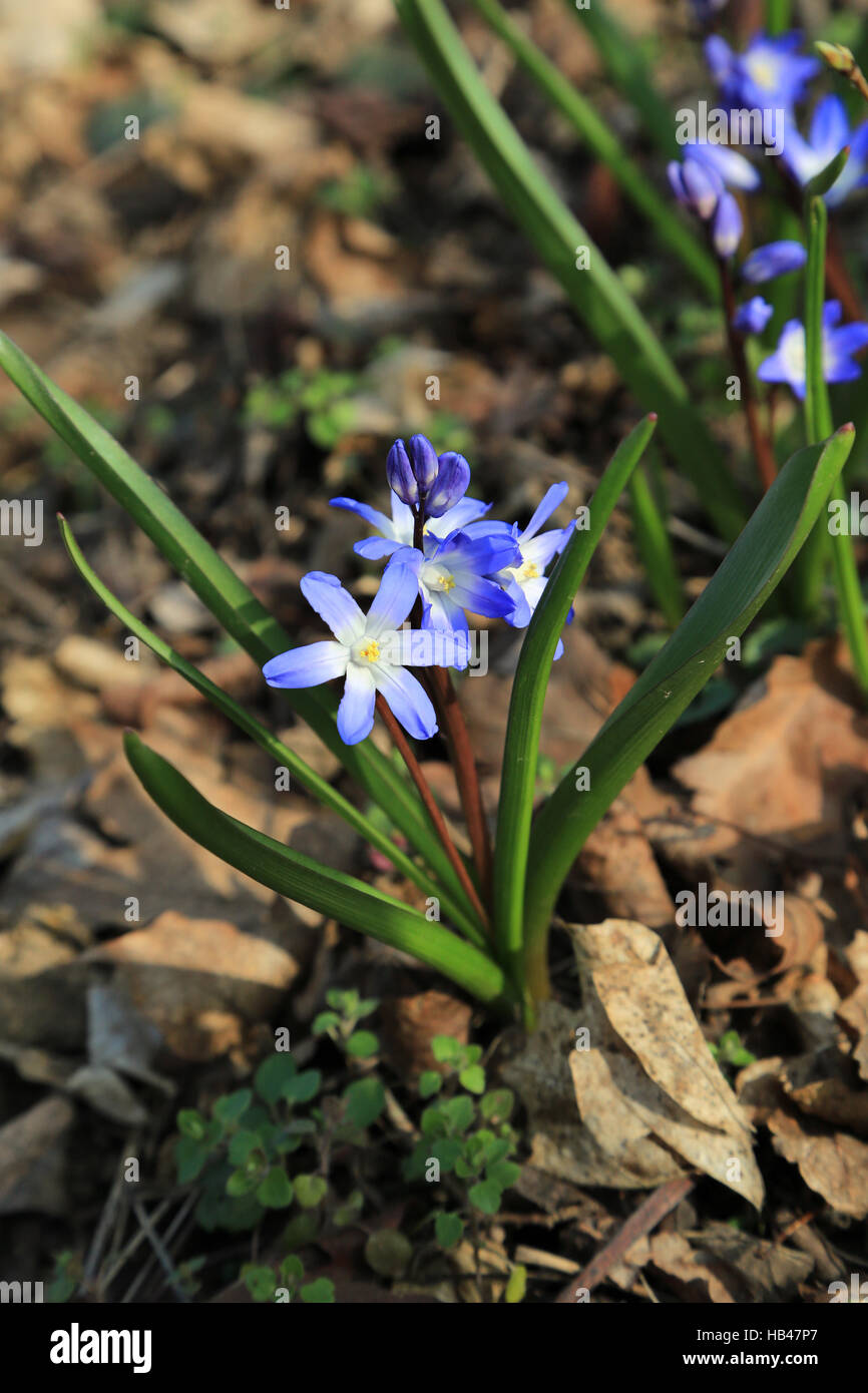 Hyacinthe Herrlichkeit des Schnees Stockfoto