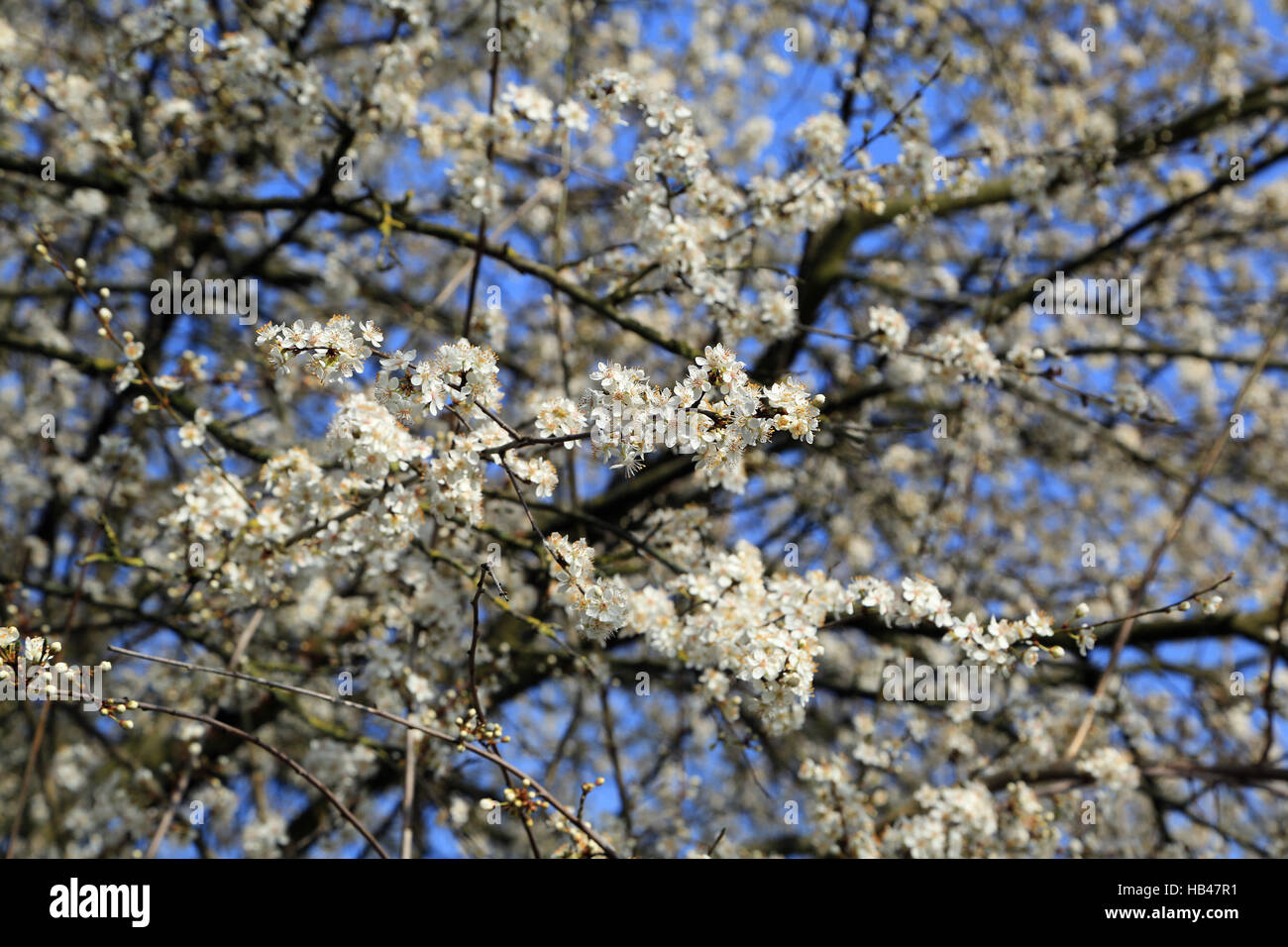 Blau blühender strauch Fotos und Bildmaterial in hoher Auflösung Alamy