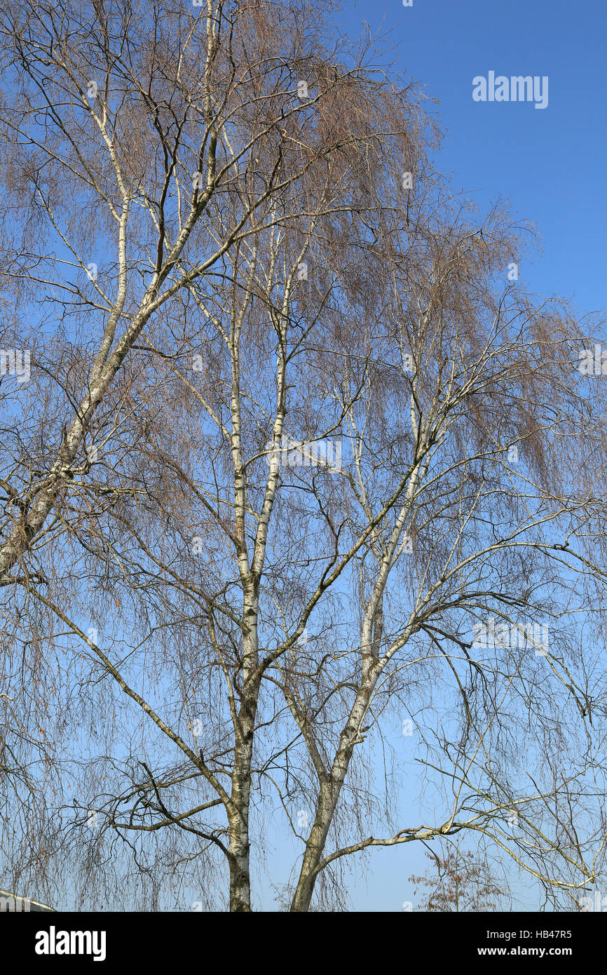 Birken Stockfoto