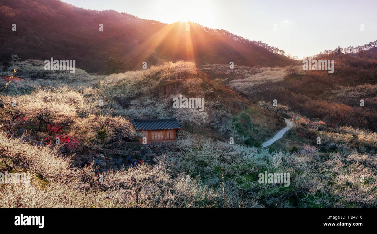 Gwangyang Pflaume Blume Dorf Sonnenuntergang Stockfoto