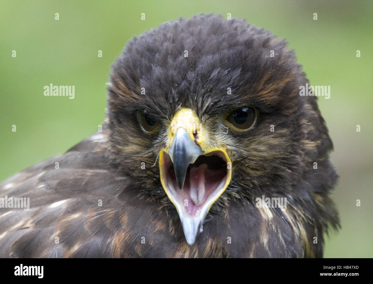 Wüste Bussard - Harris Hawk Stockfoto