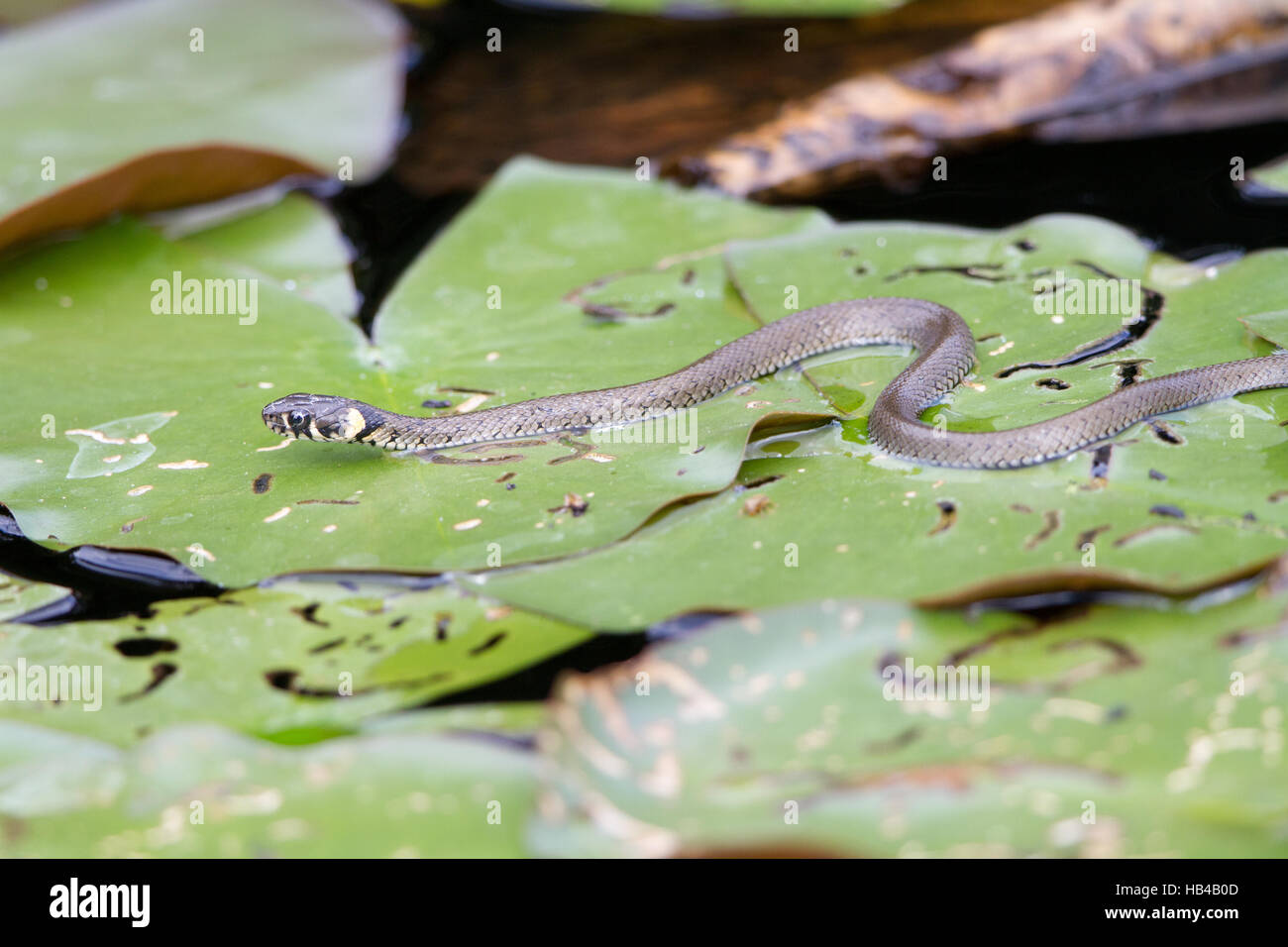 Junge europäische Ringelnatter Jagd Stockfoto