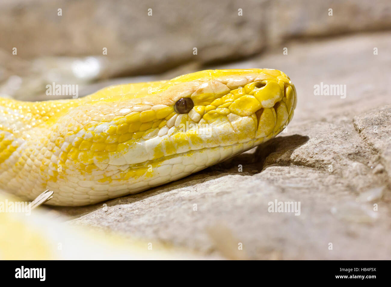 Albino burmesischen Python (Python Bivittatus). Stockfoto