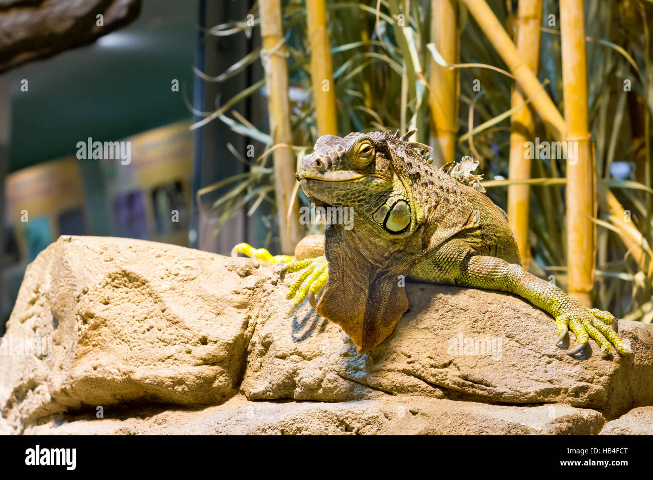 Grüner Leguan (Iguana Iguana) in Tabernas Tierreservat (Almeria, Spanien). Stockfoto