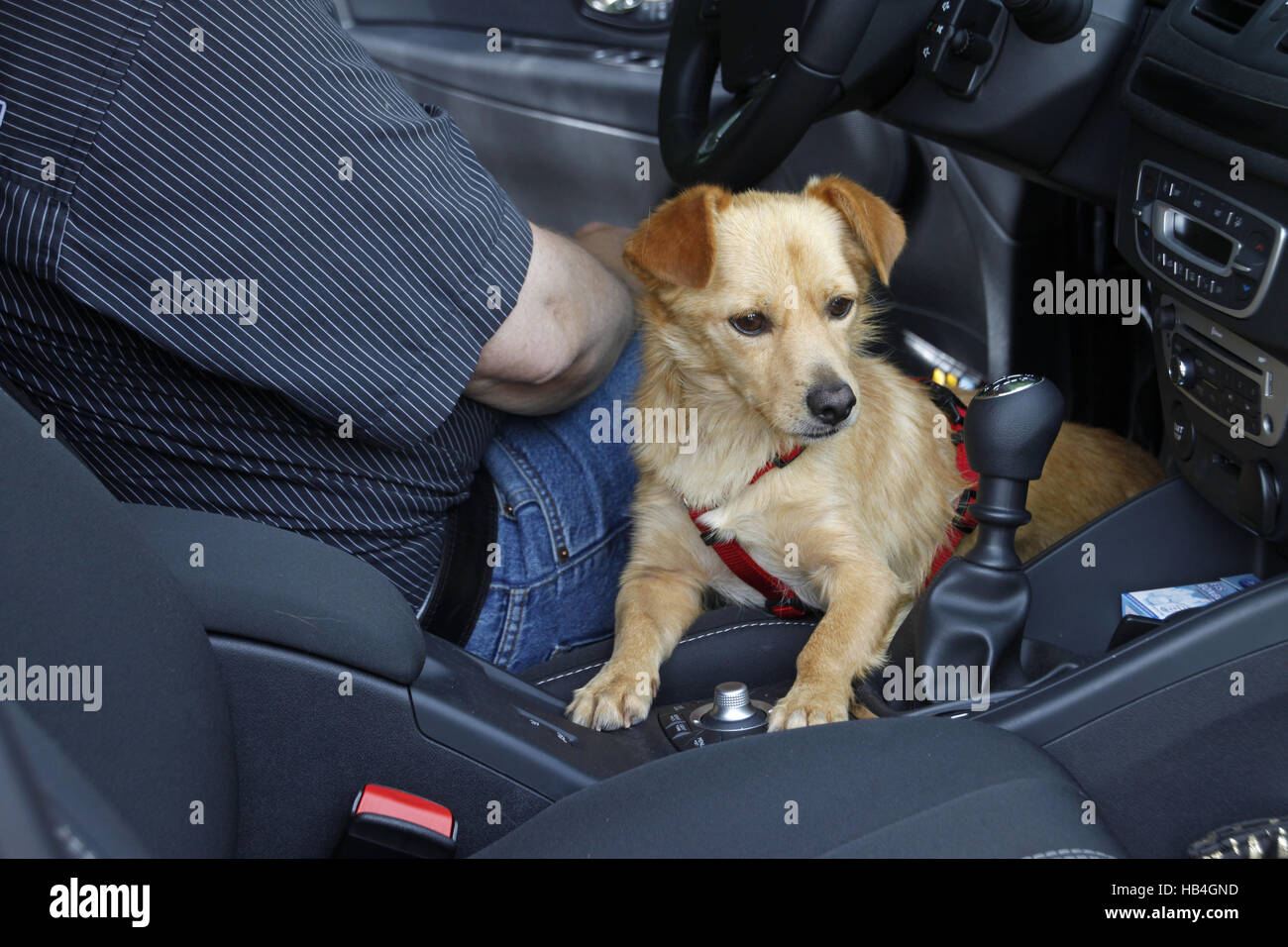 Hund im Auto Stockfoto