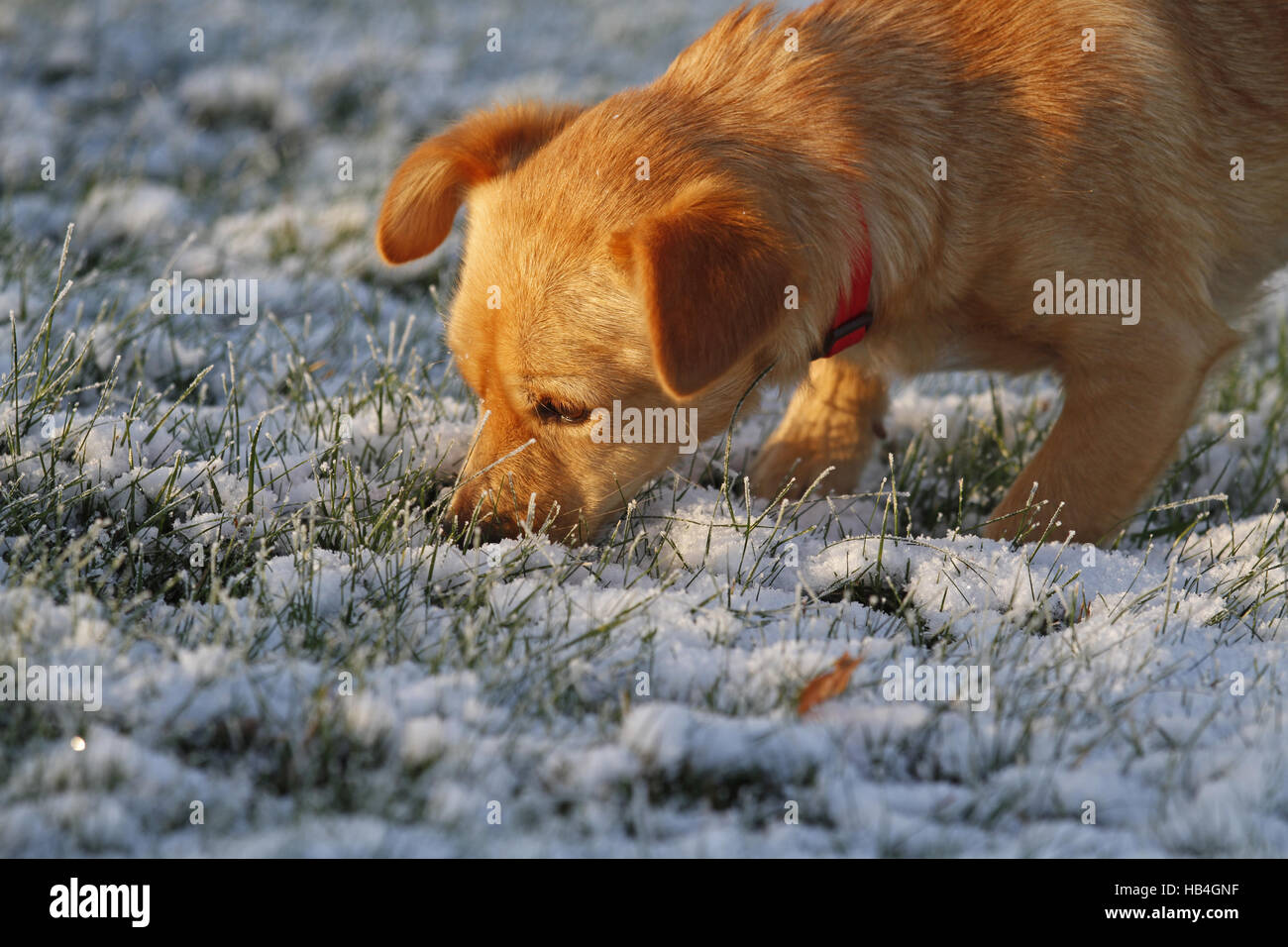 Hund auf der Suche nach Genuss Stockfoto