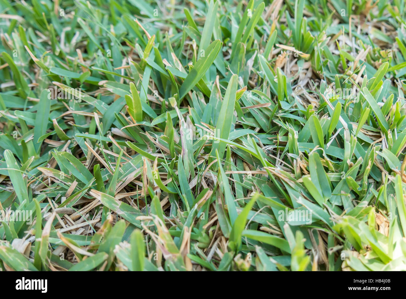 Kikuyu grass -Fotos und -Bildmaterial in hoher Auflösung – Alamy