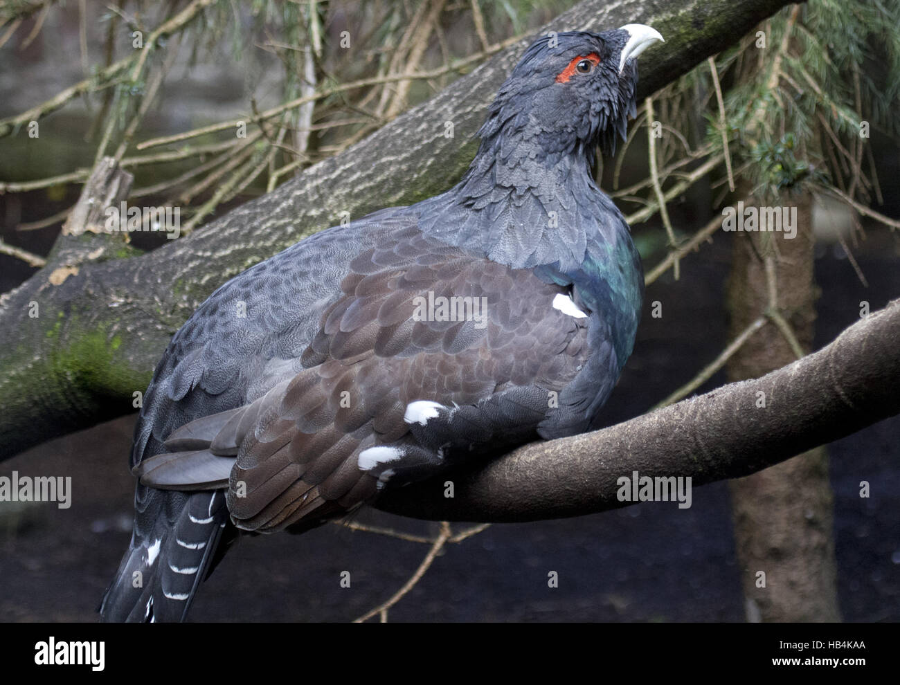 Auerhühner Stockfoto