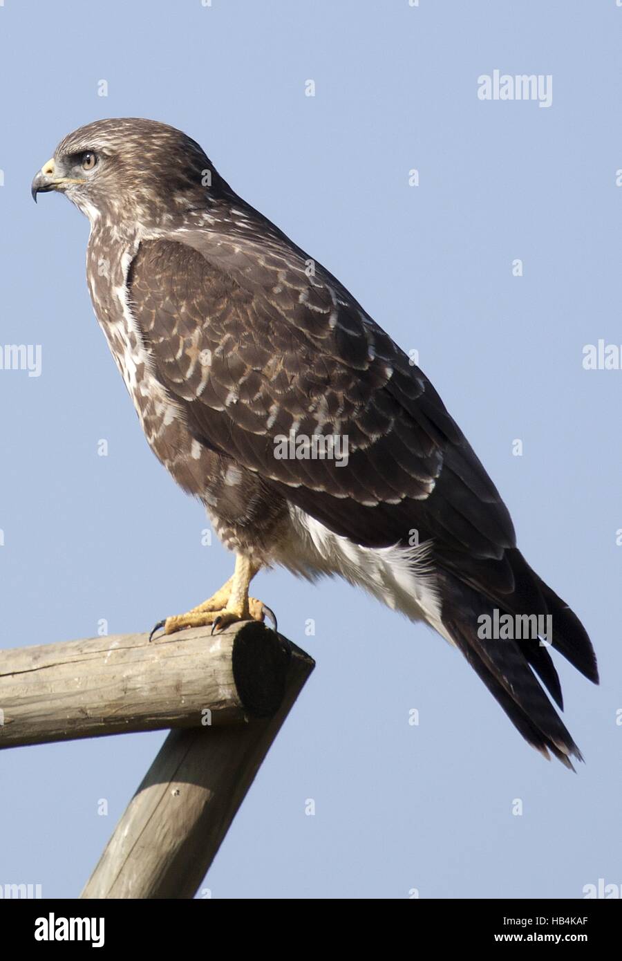 Mäusebussard Stockfoto