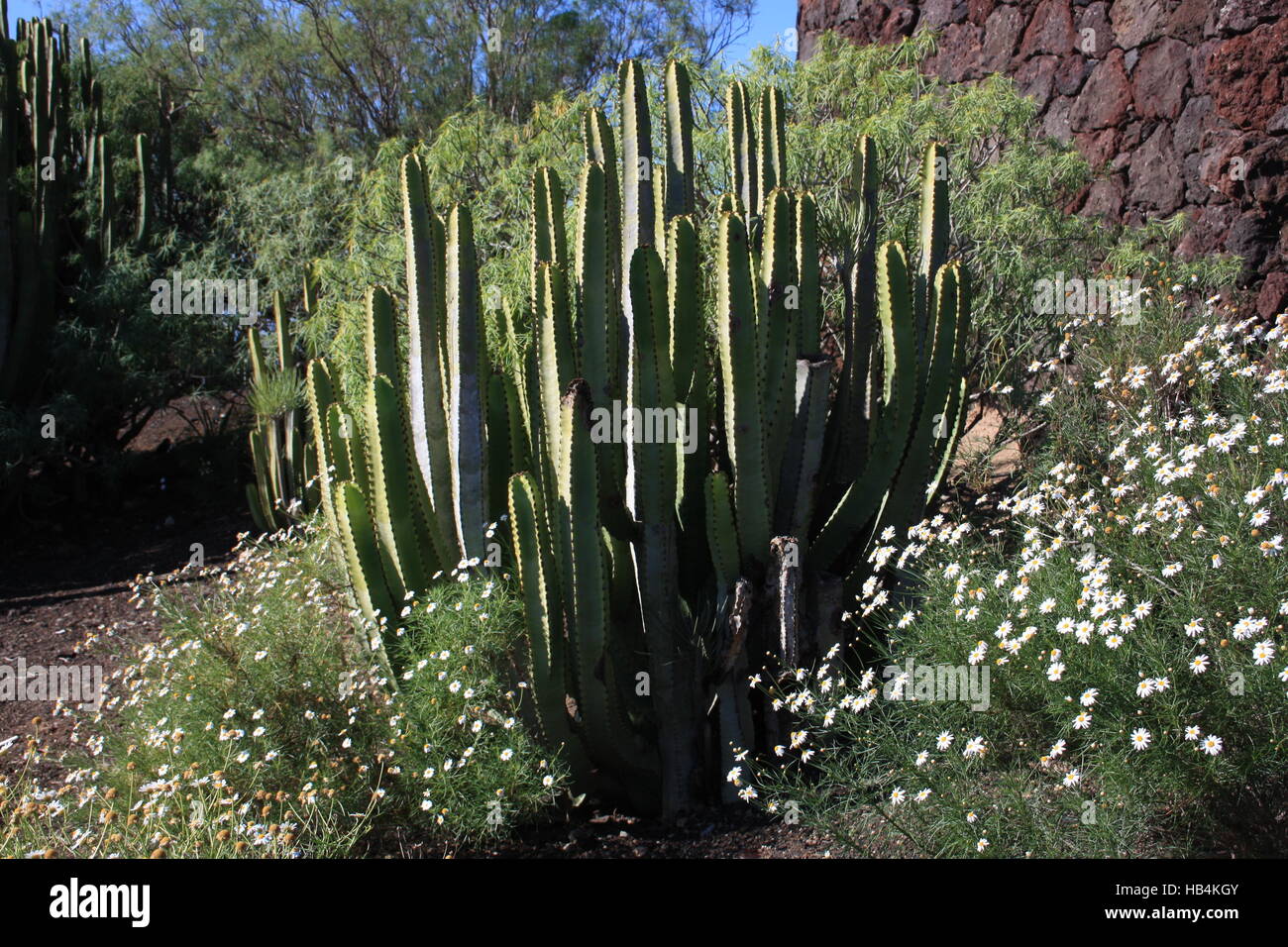 Teneriffa, Kakteen und Blumen Stockfoto