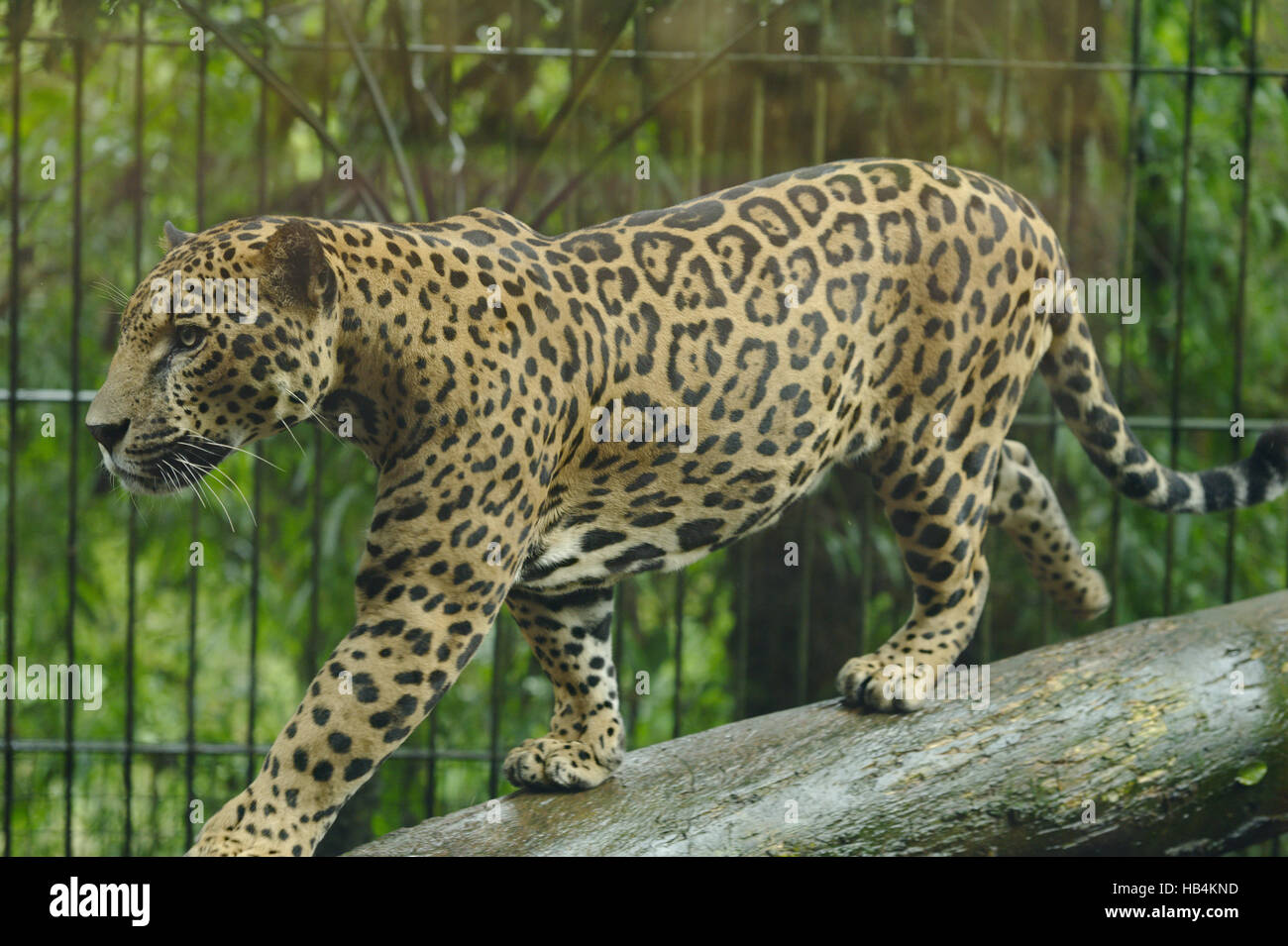 Jaguar Stockfoto