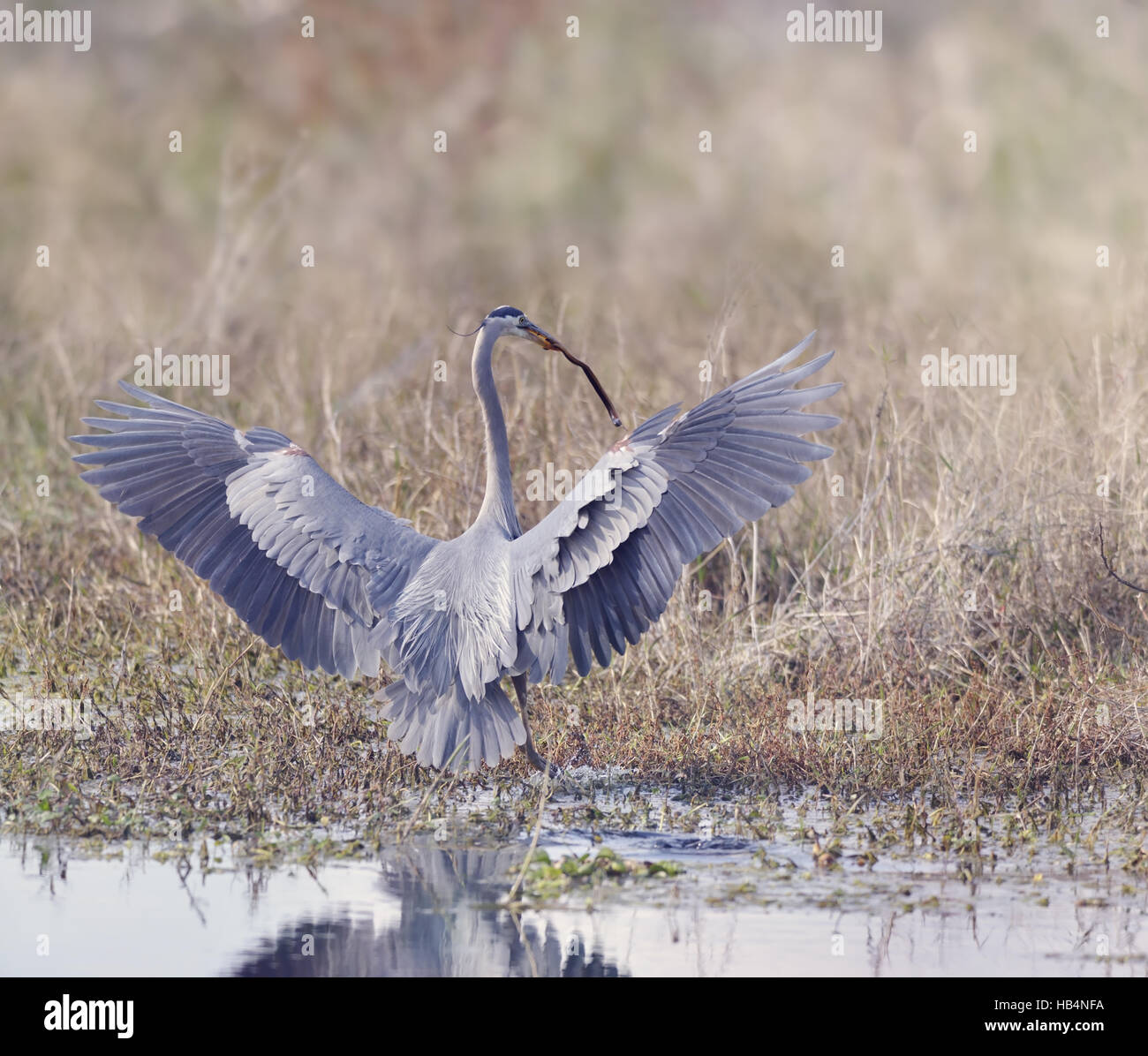 Great Blue Heron Stockfoto