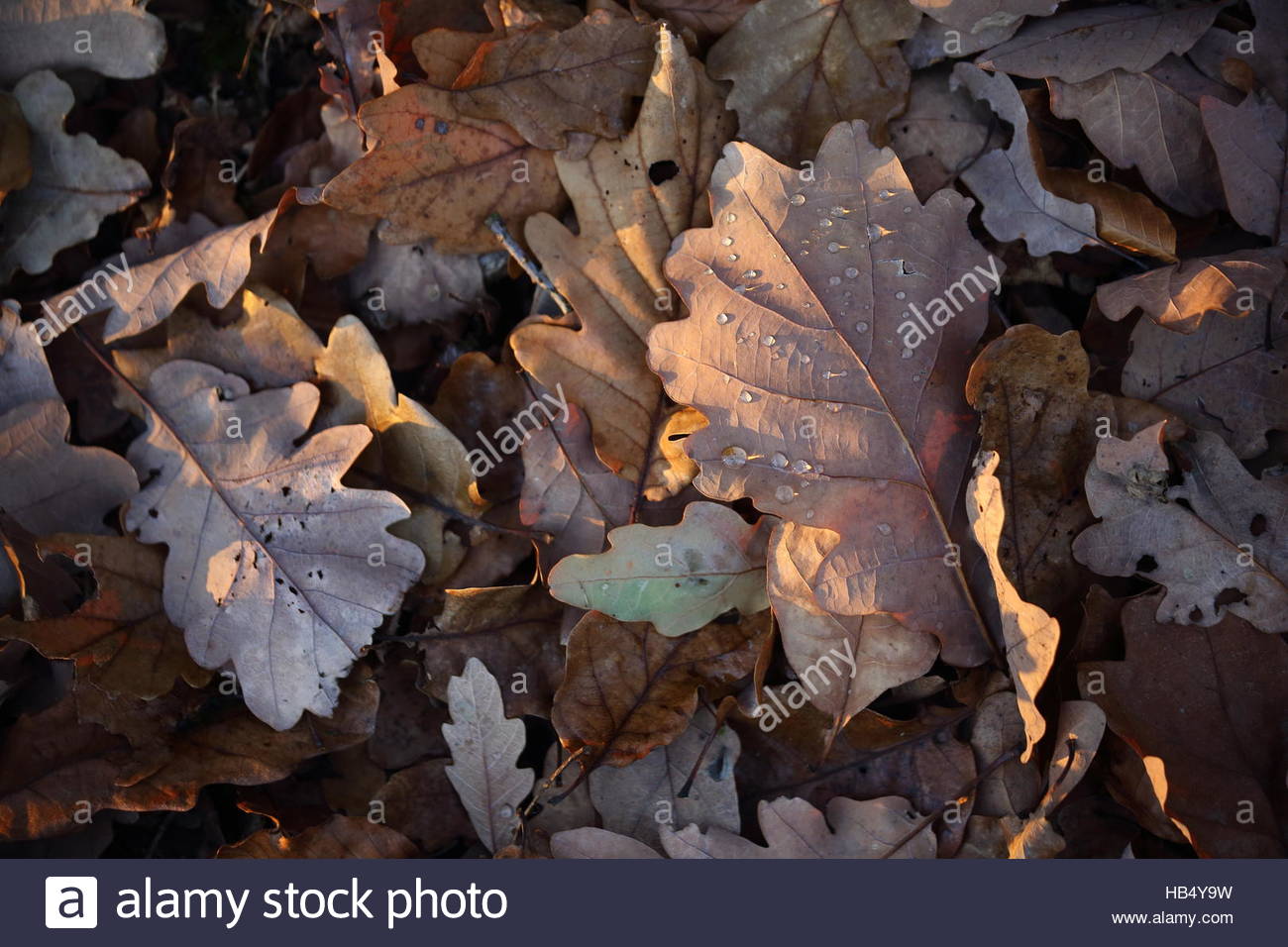 Wassertropfen auf Laub im Herbst bewegt sich in Richtung Winter in einem Naturpark Stockfoto