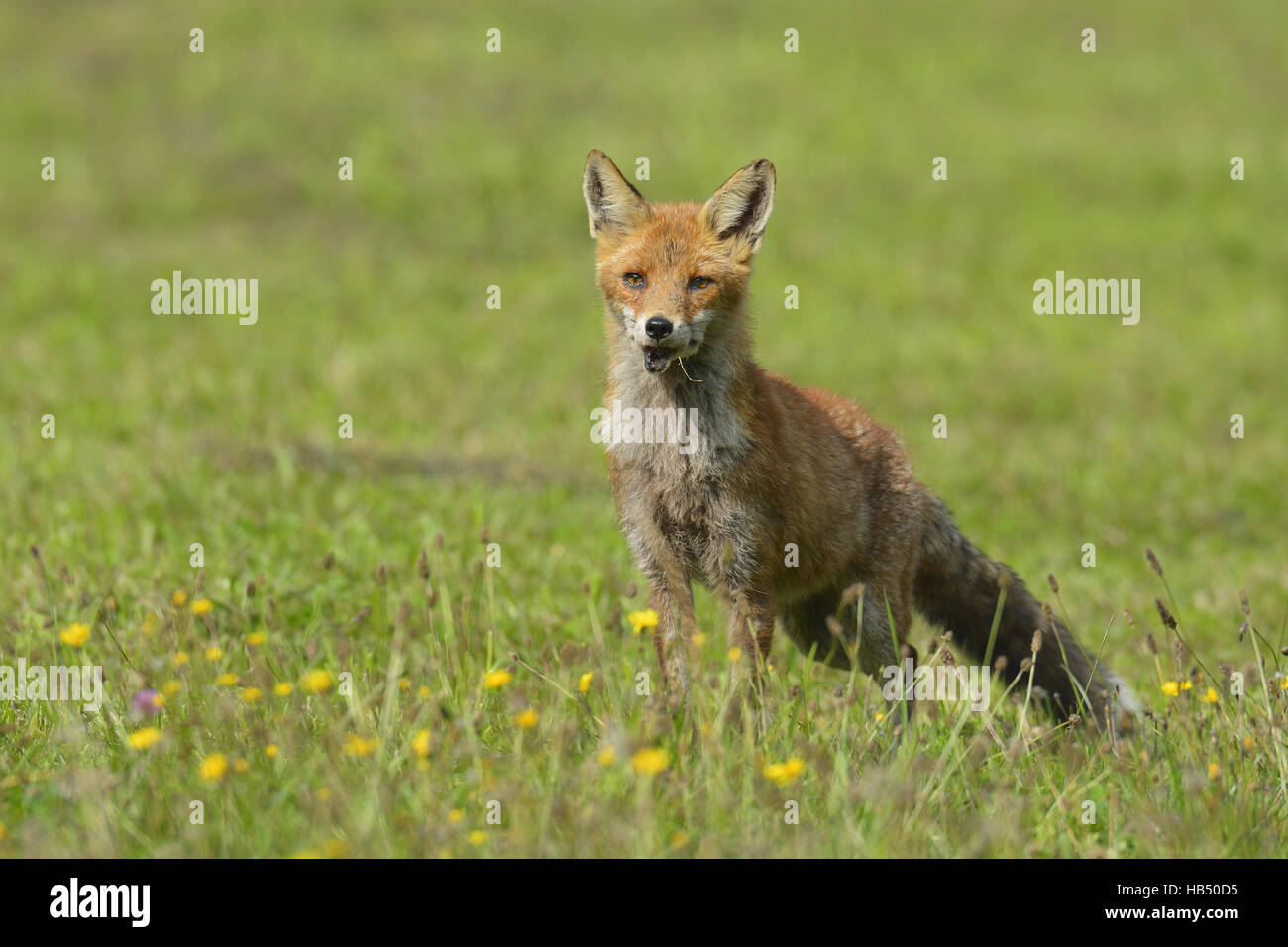 Roter Fuchs auf Wiese Stockfoto