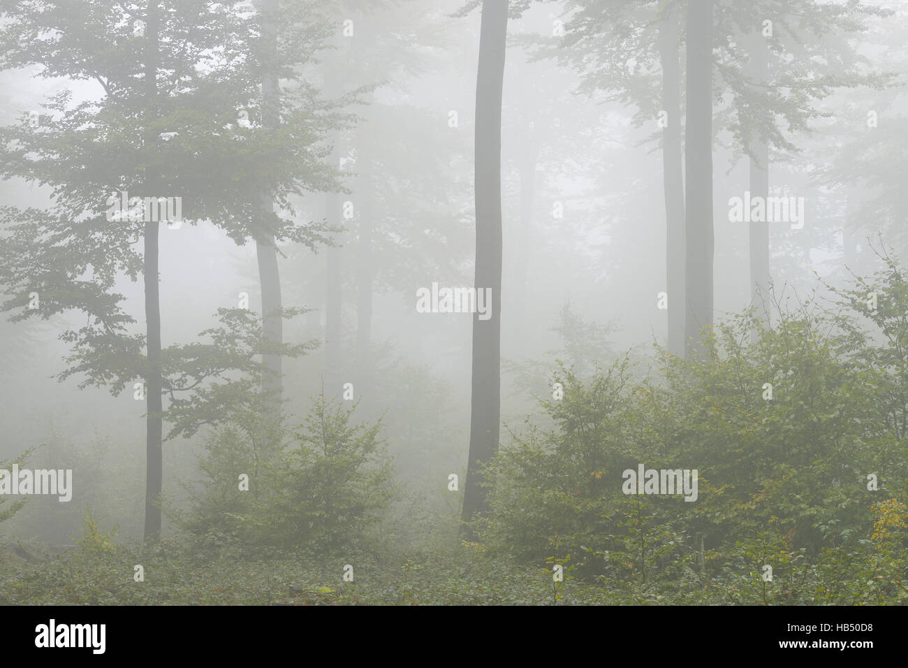 Buchenwald (Fagus Sylvatica) im frühen Morgennebel Stockfoto