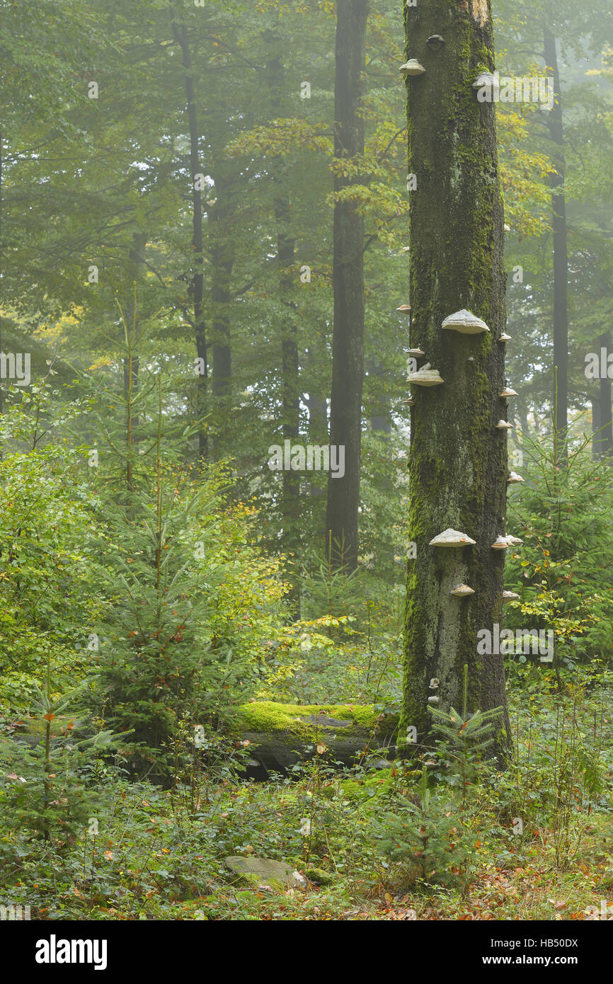 Buchenwald (Fagus Sylvatica) im Herbst Stockfoto