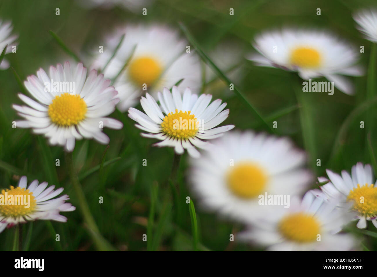 Gänseblümchen auf Wiese, White Daisy Blume Makro Stockfoto