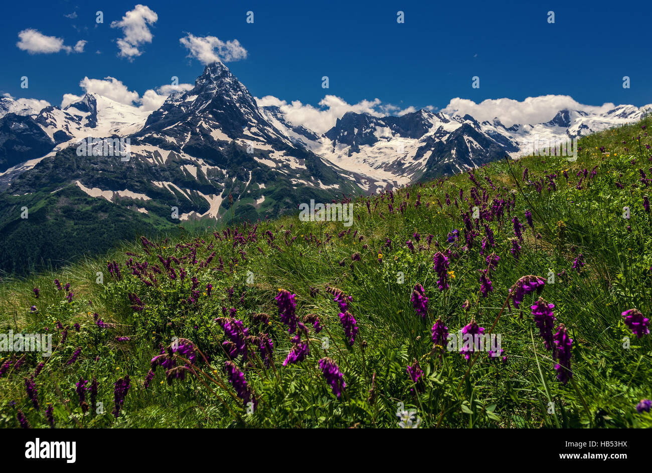 Berge und Blumen Caucasus Stockfoto
