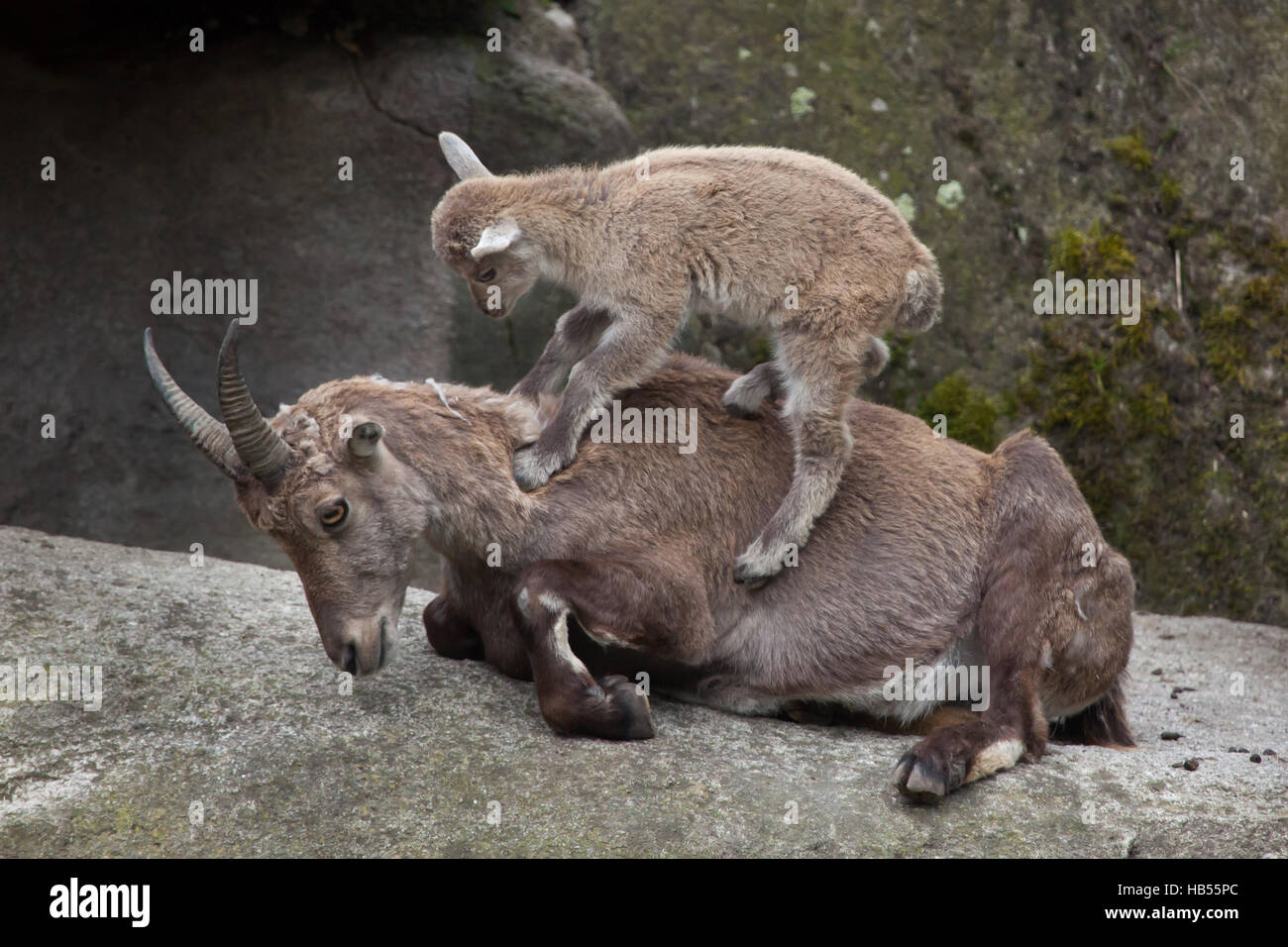 Alpensteinbock (Capra Ibex Ibex), auch bekannt als der Steinbock oder Bouquetin. Steinbock-Kind spielt mit seiner Mutter im Hellabrunn Zoo in München, Bayern, Deutschland Stockfoto