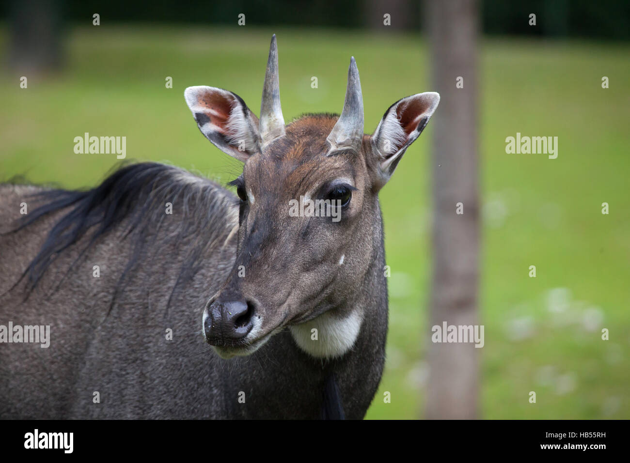 Jackale (Boselaphus Tragocamelus), auch bekannt als Nilgau oder blau Stier. Stockfoto Jackale (Boselaphus Tragocamelus), auch bekannt als Nilgau oder blau Stier. Stockfoto